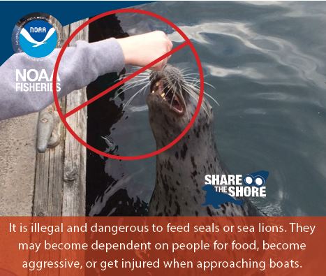 Do not feed seals or sea lions.