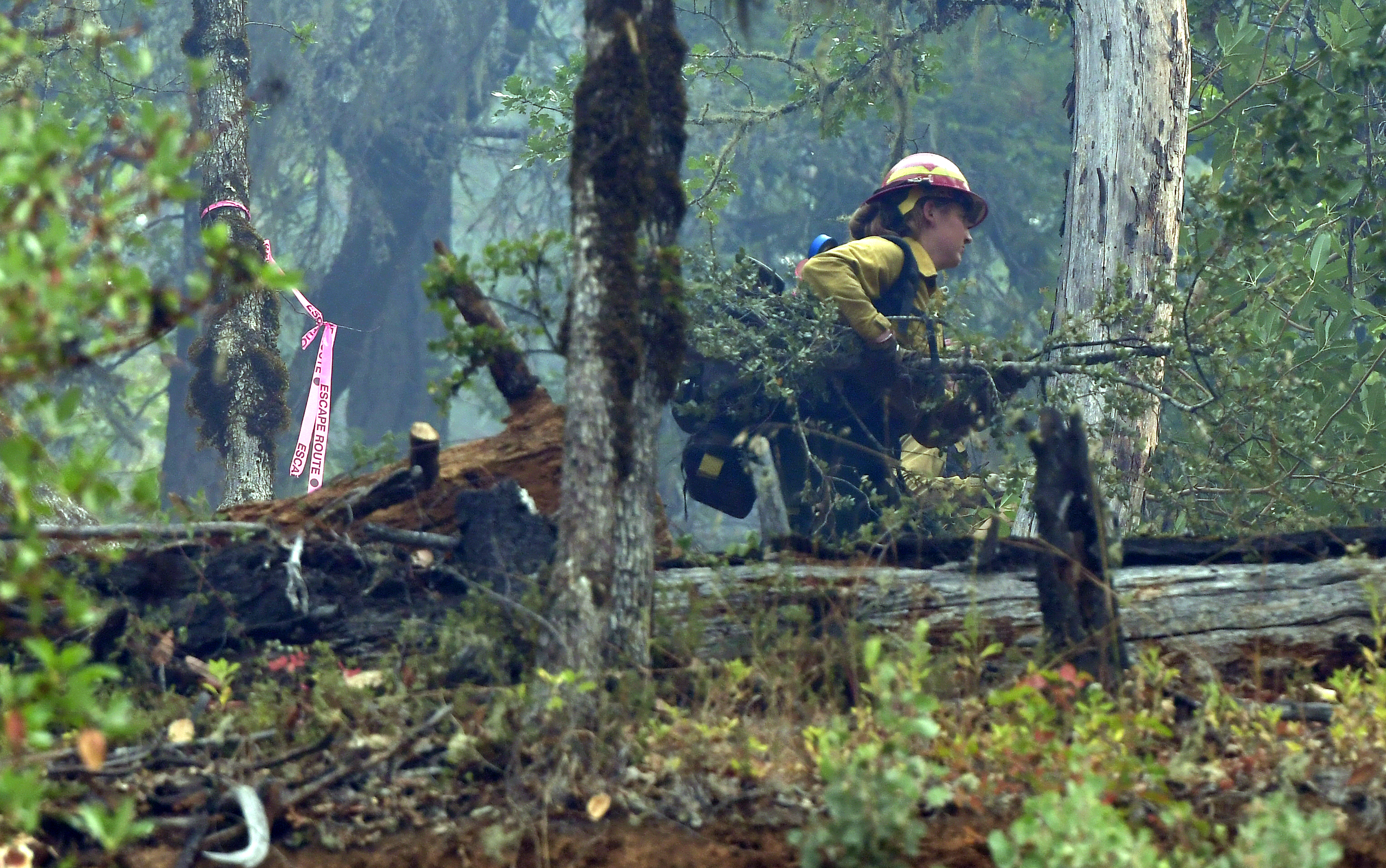 A firefighter clears brush near an escape route for firefighters at Rum Creek Fire in southwest Oregon on August 29, 2022.