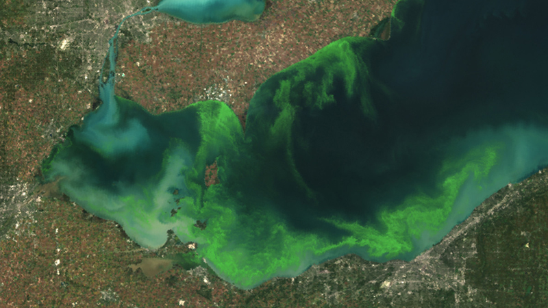 Satellite image of the 2011 harmful algal bloom in Western Lake Erie. The effects of algal outbreaks include a higher cost for cities and local governments to treat their drinking water, as well as risk to swimmers in high concentration areas, and a nuisance to boaters when blooms form.