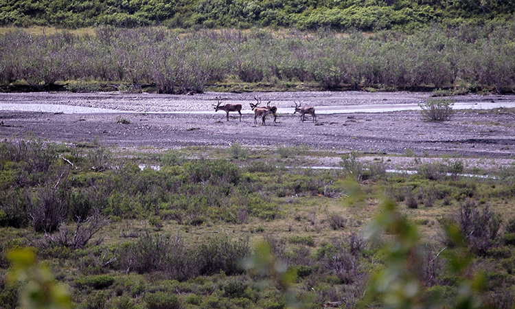 Caribou and wild reindeer numbers drop 56 percent in 20 years: Arctic caribou and wild reindeer populations dropped sharply from 4.7 million to 2.1 million grazing animals in two decades, with the largest declines in Alaska and Canada. Scientists attribute the declines to Arctic warming, which is increasing the frequency of drought, affecting the quality of forage. Longer, warmer summers also increase flies, parasites and disease outbreaks in the herds. These caribou were spotted in Alaska's Denali