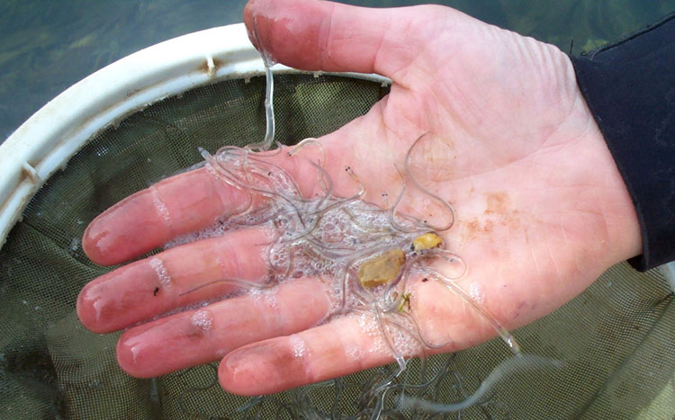 A scientist holds juvenile American eels. Almost indistinguishable from the European eel, the American eel is also born in the Sargasso Sea. It makes a similar long distance migration to North American fresh water rivers. Researchers of the new study on European eels theorize the American eel may also tune into the magnetic field to assist its migration.