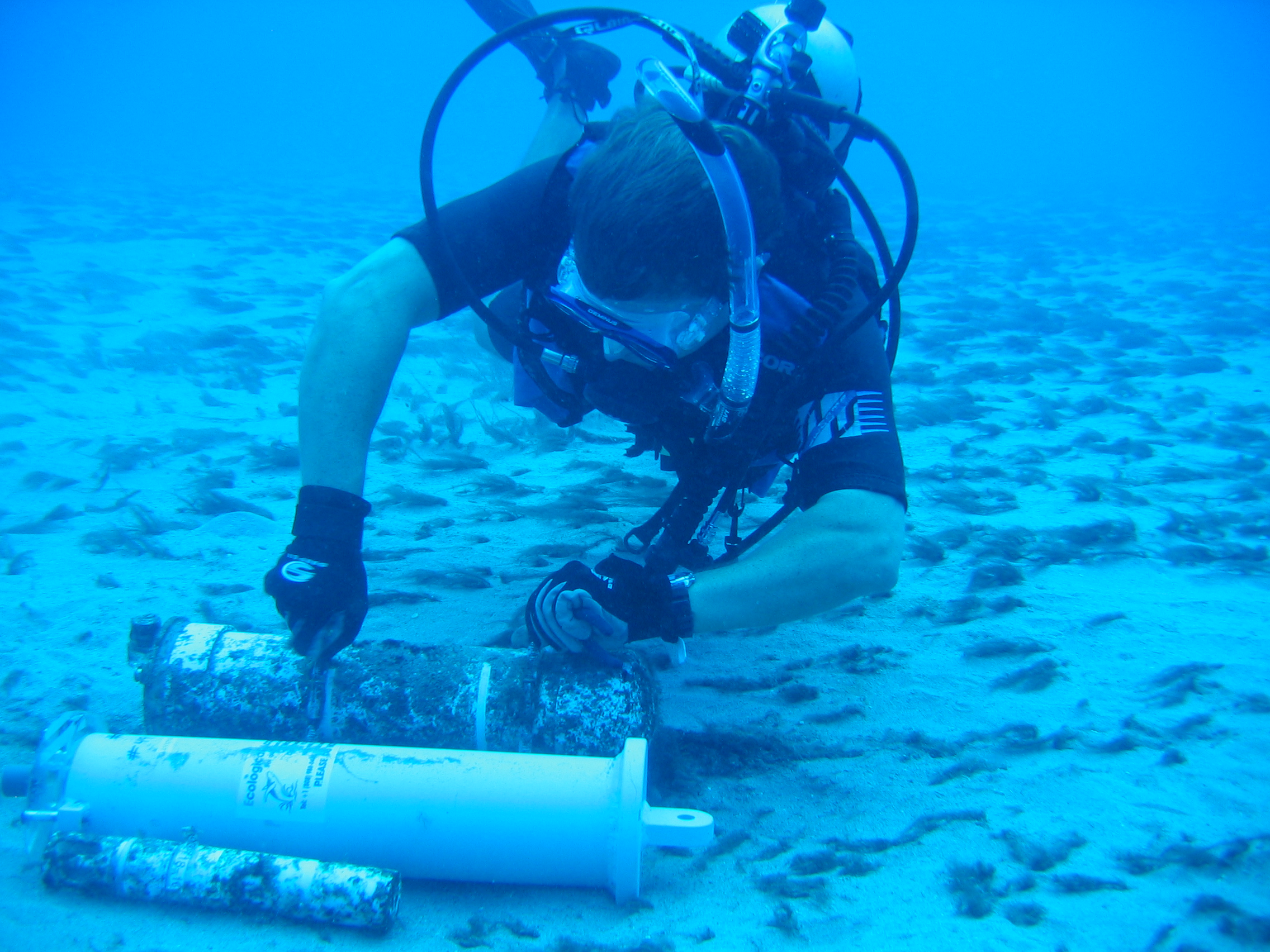 Marc Lammers, project lead, positions an acoustic recorder on the seafloor. As shown, sound pressure was measured during consecutive breeding seasons. Lower levels helped document a reduction in whales. 