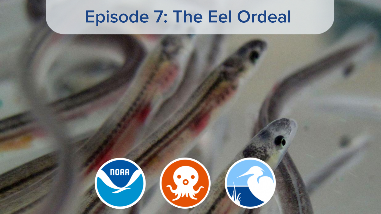 Three glass eels. Text reads, "Episode 7: The Eel Ordeal," with logos for NOAA, Coastal Ecosystem Learning Centers, and Octonauts. 