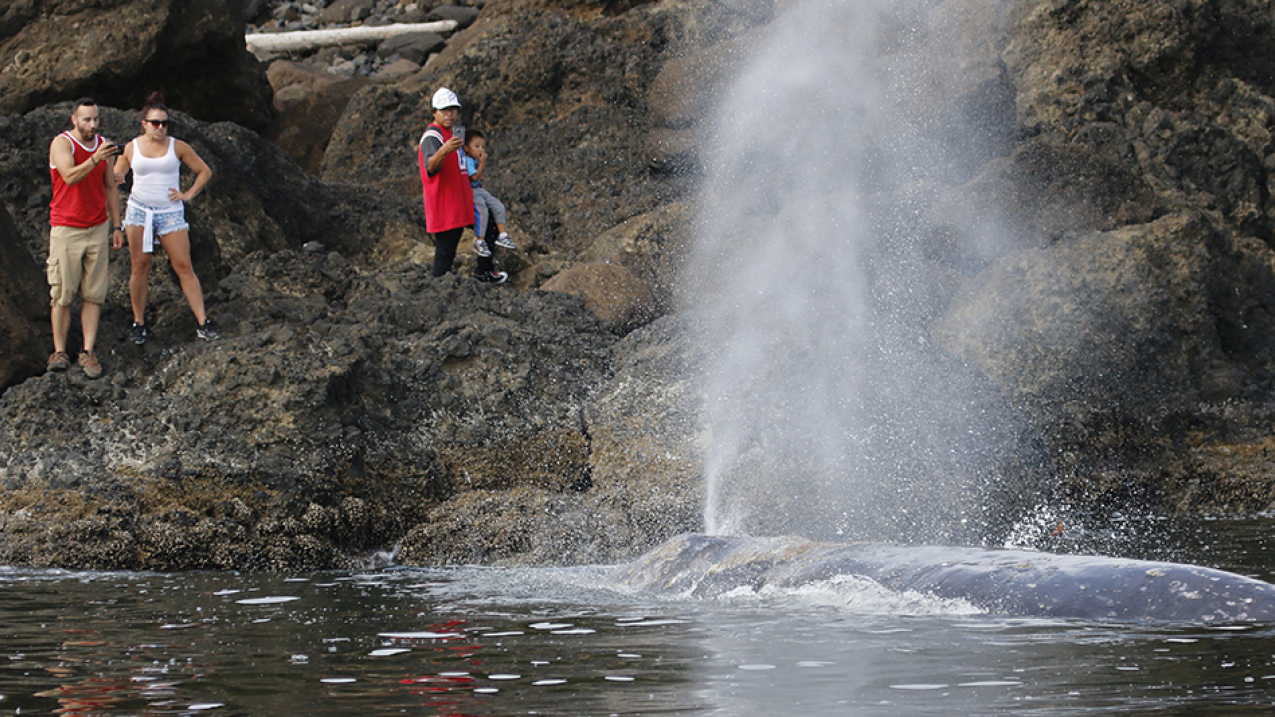 A gray whale blows adjacent to a shallow, coastal rock and boulder area known for high acoustical activity (snapping and clacking sounds) from 'snapping shrimp.' This photo was taken under NOAA/NMFS permit #16111. 