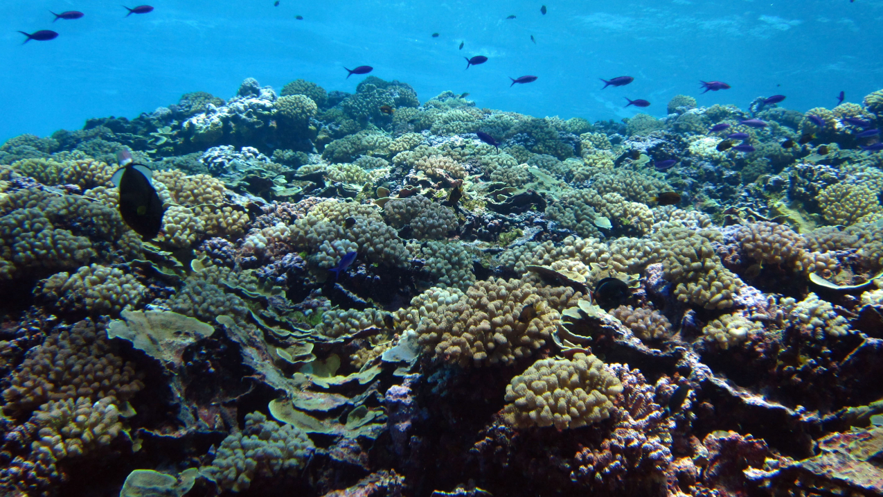 Healthy coral reefs, like this one in Swains Island in American Samoa, support an impressive array of marine life.
