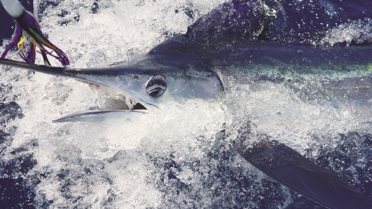Recreational fishing for species such as swordfish is a major industry in the U.S.