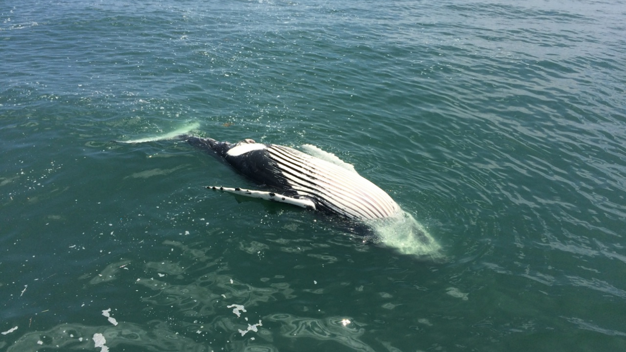 A floating, deceased humpback whale carcass reported on July 5, 2016 at the mouth of the Delaware Bay.