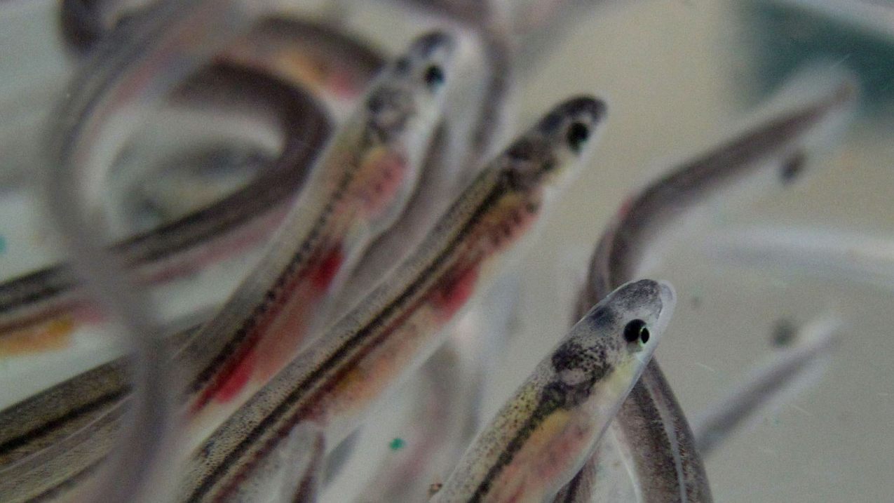 Glass eels found in the Shannon estuary, Ireland.