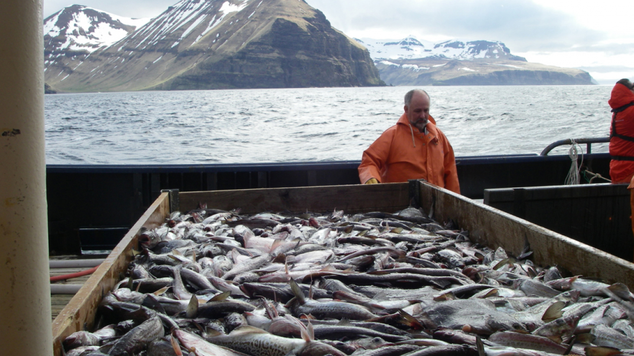 Fishermen harvest walleye pollock in Alaska.