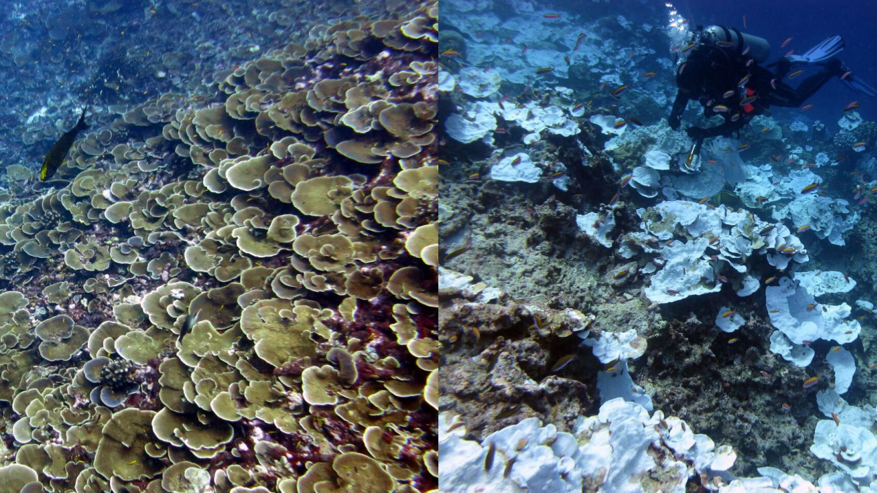 Jarvis Island healthy coral from April 2015 & bleached coral from November 2015