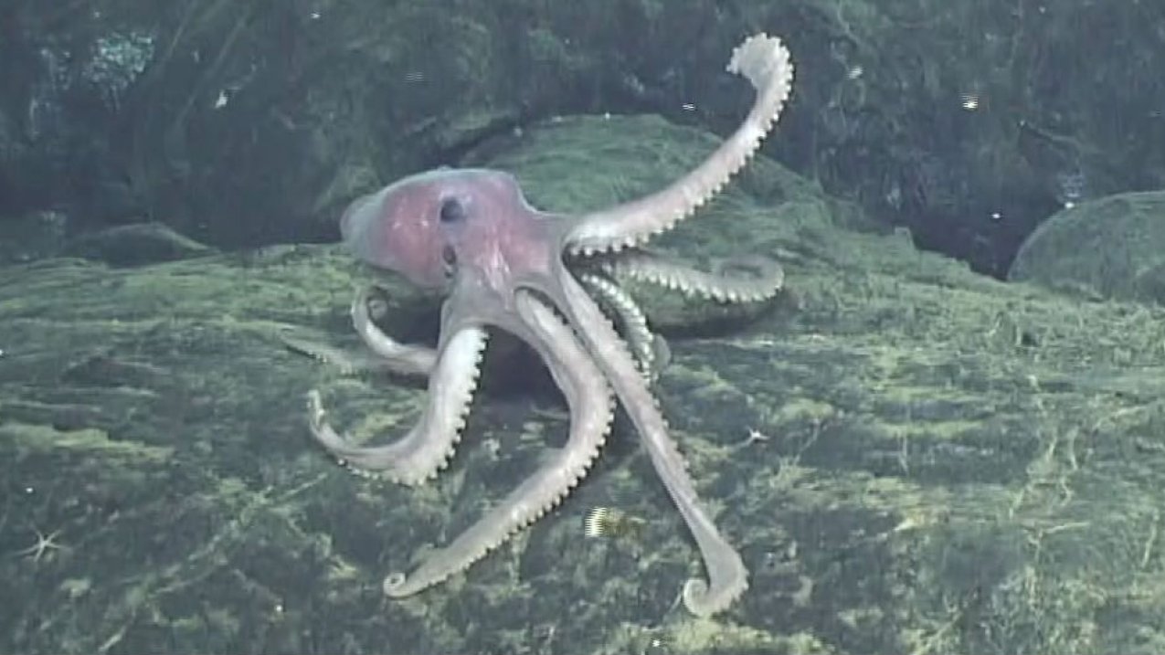 A deep-sea octopus explores the brand-new lava flows erupted at Axial Seamount in 2015. At the time, this was probably the youngest seafloor on the planet.