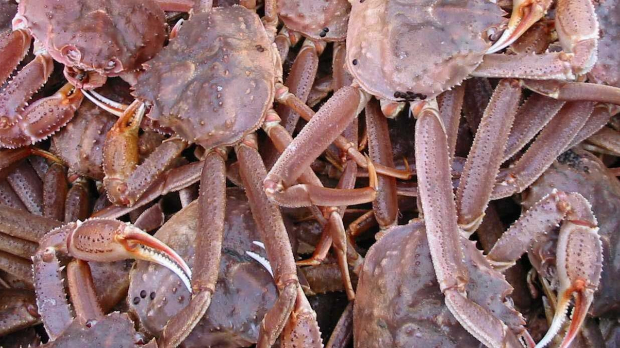 Freshly caught tanner crabs in Alaska