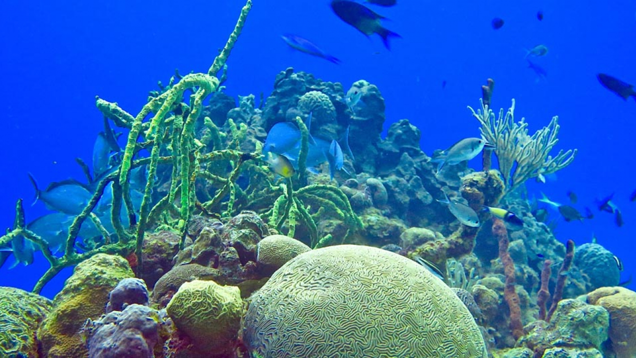Fish and corals at Guanahacabibes National Park in Cuba