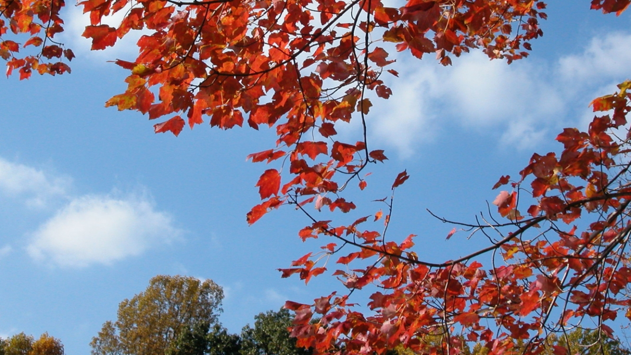 Cool autumn weather reveals nature's true hues | National Oceanic and Atmospheric