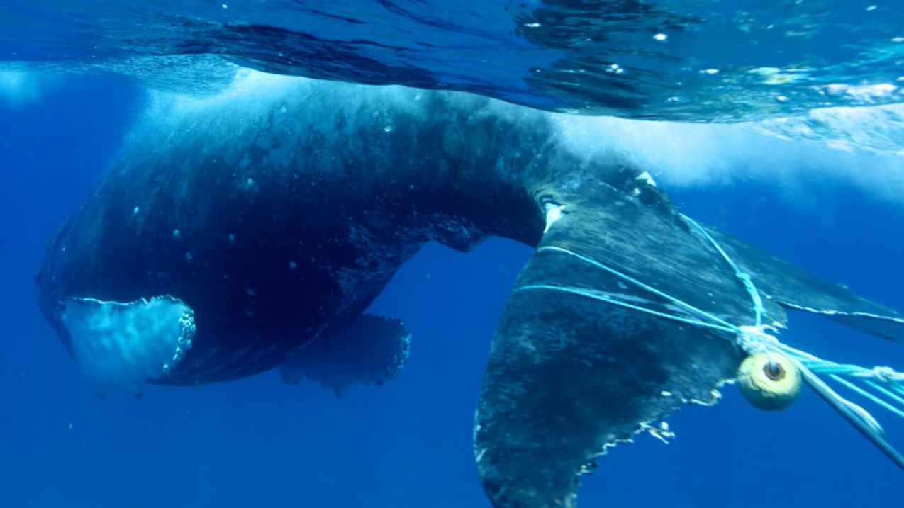 A whale entangled by discarded fishing gear.