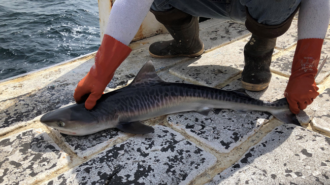 Small tiger shark captured for tagging and release 2021 Coastal Shark Survey.