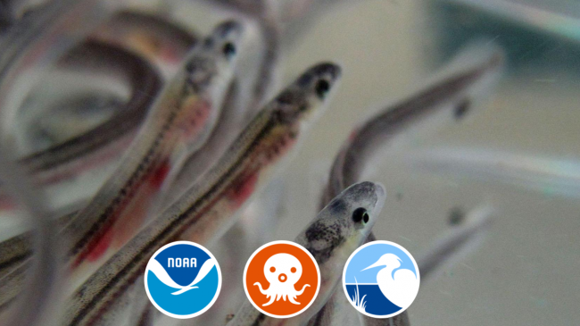 Three glass eels with logos for NOAA, Coastal Ecosystem Learning Centers, and Octonauts. 
