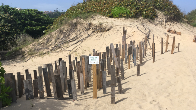 Wooden vertical slats protecting restored sand dunes and promoting accretion of sand, Puerto Rico beach