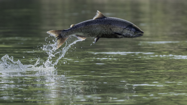 Photo of an endangered Chinook Salmon Jumps in the California Sacramento River