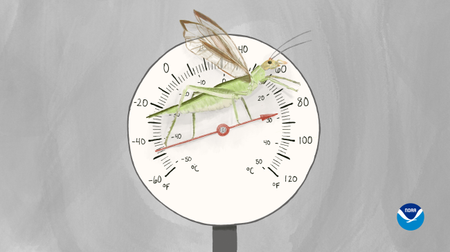 A digital painting of a cricket standing on the pointer of a temperature gauge with it's wings up. The temperature gauge points to 82 degrees Fahrenheit and approximately 29 degrees Celcius.