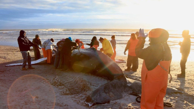 Photo of staff from area stranding network teams conduct a necropsy, or postmortem examination, of a stranded humpback whale in Brigantine, New Jersey on January 15, 2023.