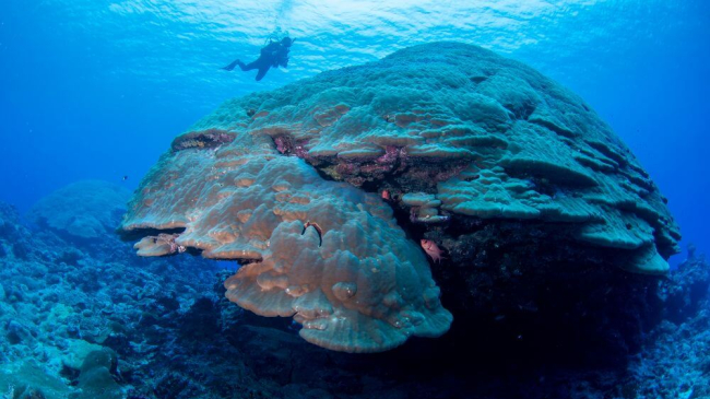Giant Porites corals tower over the rest of the reef within the Valley of the Giants in American Samoa.