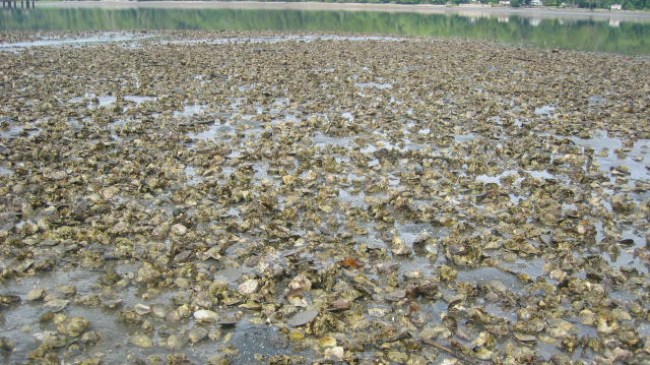 A large, flat area of oysters situated next to a body of water with trees in the background.