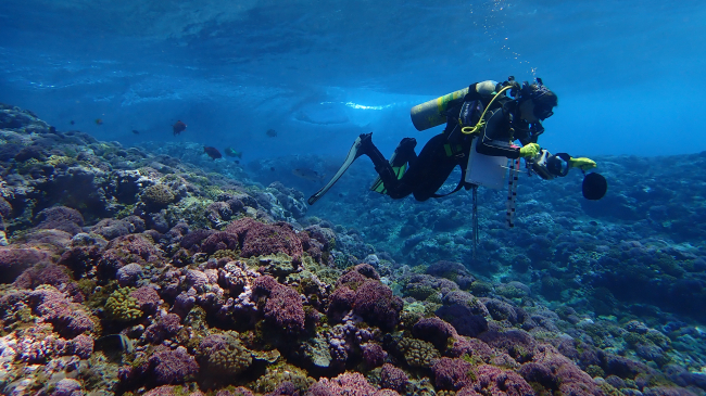Dr. Courtney Couch prepares to take digital photographs of the reef surface in the shallows off Swains Island in the South Pacific.