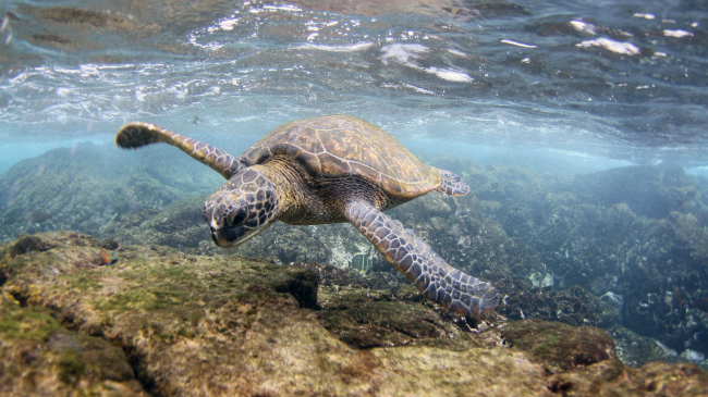 Photo of a green sea turtle swims in the waters off of O‘ahu, Hawai‘i. NOAA Fisheries/Ali Bayless.