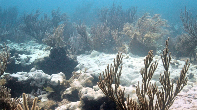 Extensive bleaching of the soft coral Palythoa caribaeorum on Emerald Reef, Key Biscayne, Florida. Date unknown.