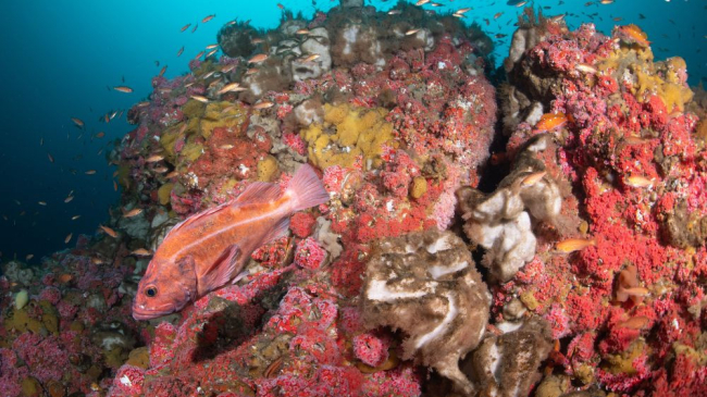 an orange fish swims in front of a reef covered in pink anemones and orange sponges