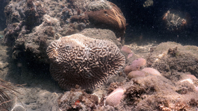 A paling colony of brain coral (middle) with multiple bleached colonies of starlet coral in the foreground – instead of becoming a pale white like many other species when bleached, this species produces a fluorescent sunscreen-like compound that appears bright pink or purple. Summer 2023. Credit: NOAA.
