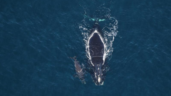 North Atlantic right whale "Horton" and her calf.