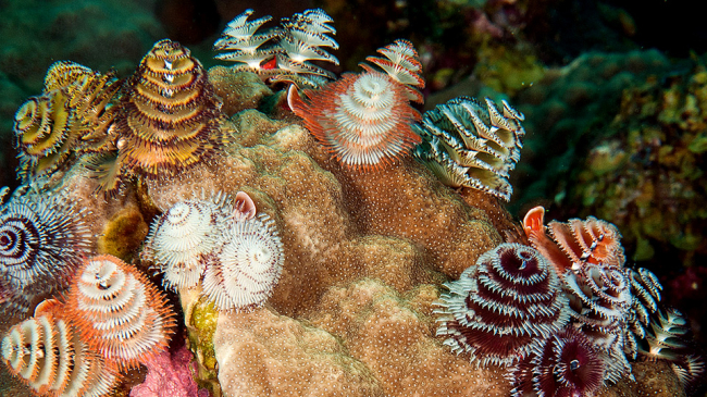 Christmas tree worms come in a variety of bright colors. They aren’t very big, averaging about 1.5 inches in length.