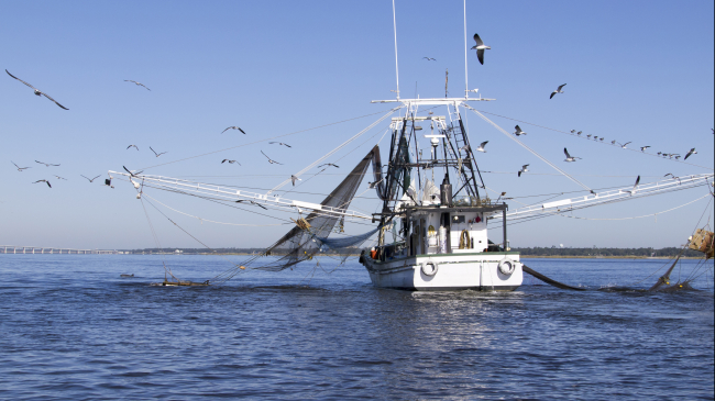 Gulf Coast Shrimping boat off Biloxi/Ocean Springs Coast, Mississippi.  (Image credit: Getty Images)