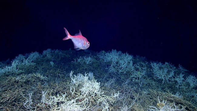 Alfonsino fish (commercially important species) swimming over a field of Desmophyllum pertusum coral during the Windows to the Deep 2019 expedition.