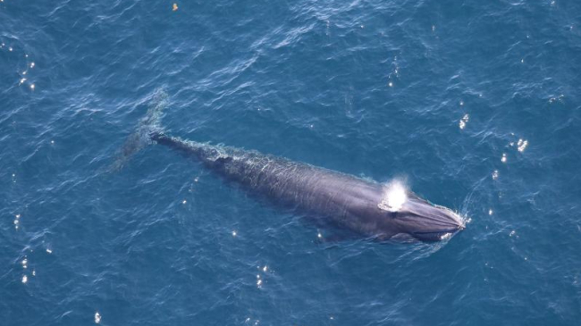 One of two Rice’s whales observed by the Southeast Fisheries Science Center in the western Gulf of Mexico during an aerial survey on April 11, 2024.
