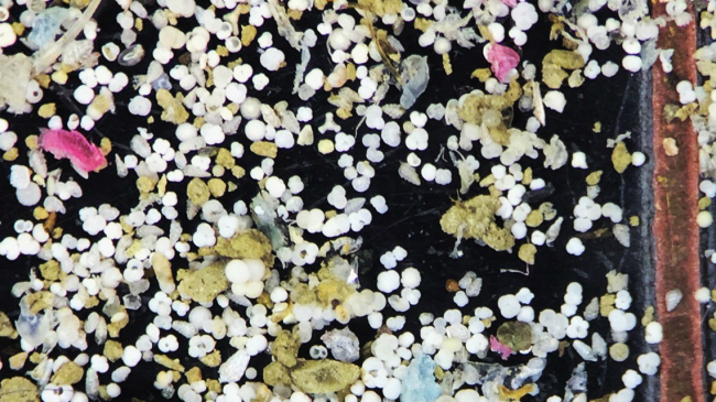 These colorful specs are actually shells of microscopic animals known as foraminifera that were taken from the mud of core samples off the coast of California.