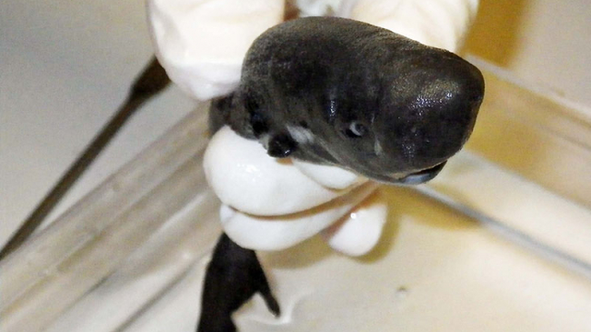 The newly identified American Pocket Shark or Mollisquama mississippiensis  -- a 5½-inch male kitefin shark -- was first discovered in the Gulf of Mexico in 2010. Pocket sharks have two small pockets (one on each side near the gills) that produce luminous fluid that causes it to glow in the water.