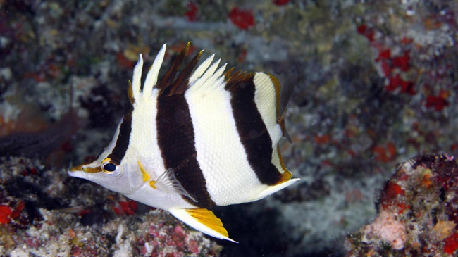 Pete Basabe’s Butteflyfish (Prognathodes basabei Pyle and Kosaki 2016) at a depth of 180 feet off Pearl and Hermes Atoll, Northwestern Hawaiian Islands.