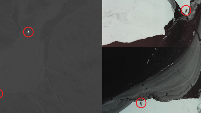 Infrared images (on left) can help scientists spot some animals, circled in red, more easily than visual images (on right).