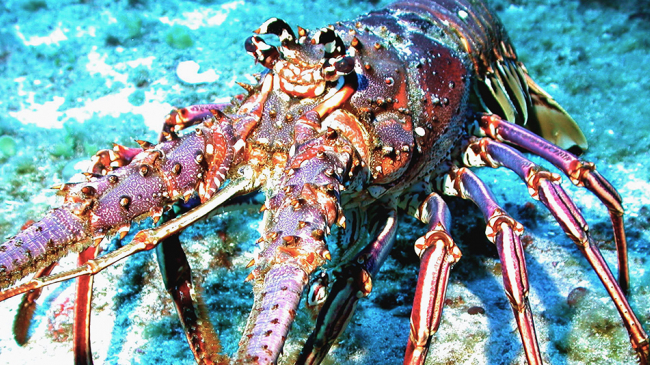 Spiny lobster.