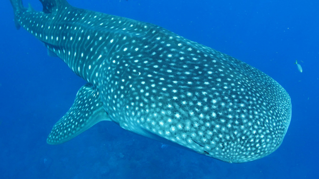 The first whale shark to be tagged at Flower Garden Banks National Marine Sanctuary.