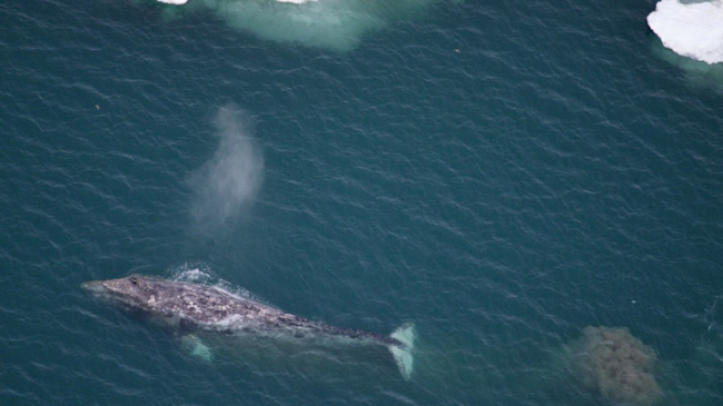 Aerial view of a gray whale near the ice edge with mud plume from bottom feeding.  Photo credit: Vicki Beaver, NOAA Fisheries. NMFS Permit No. 14245. Funded by the Bureau of Ocean Energy Management (IA Contract No. M11PG00033).