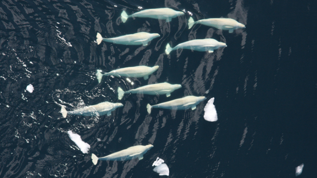 Aerial view of Beluga whales in the Arctic.