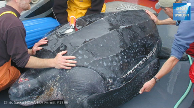 NOAA research with Pacific leatherback sea turtle recovery.