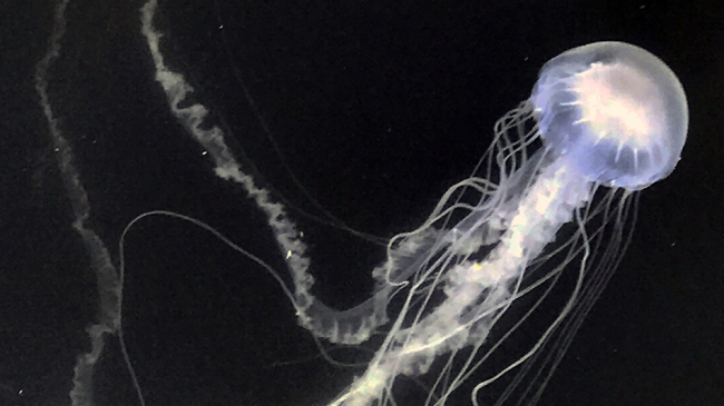 The newly classified bay nettle jellyfish is found to have smaller features than their saltwater relatives, including a smaller bell and half as many tentacles.