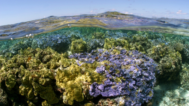 View of a coral reef just below the waterline in Midway Atoll, Papahānaumokuākea Marine National Monument.