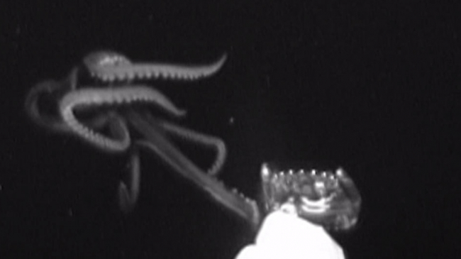 June 19, 2019: A giant squid at home in the Gulf of Mexico, at least 3 to 3.7 meters (10 to 12 feet) long, was filmed approaching the deep-sea camera Medusa's "e-jelly" lure before realizing the e-jelly is not food and then retreating. The squid was captured on film about 100 miles southeast of New Orleans, at the at the edge of the Gulf oil field. To get a better look, see the video at https://youtu.be/Lqim34DvCrs. 