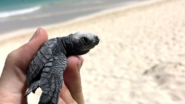 A rare Olive Ridley sea turtle hatchling found in a nest in Oahu in September 2019.